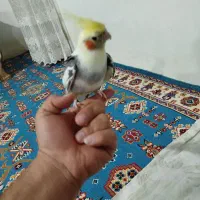 عروس هلندی نر 6ماهه|پرنده|کبودرآهنگ, |دیوار