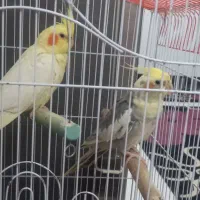 دو عدد عروس هلندی با قفس