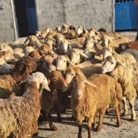 زیر فی کل بازار گوسفند زنده.وخونی|حیوانات مزرعه|مشهد, ایثارگران|دیوار