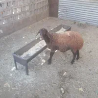 بره افشاری ماده عالی درجه یک|حیوانات مزرعه|صحنه, |دیوار