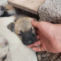 شیتزو تریر|سگ|سنگر, |دیوار