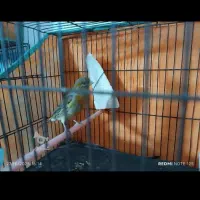 قناری فروشی 2میلیون|پرنده|قائمشهر, |دیوار