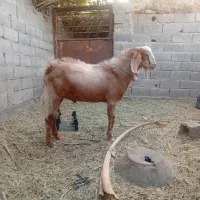 نری فروشی