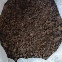 کودحیوانی گاوی