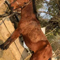 اسب فروشی|حیوانات مزرعه|حویق, |دیوار