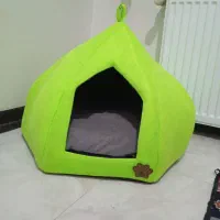 گربه پرشین|گربه|کهریزک, |دیوار