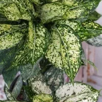 گل گل گل|گل و گیاه طبیعی|قم, زاد|دیوار