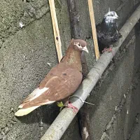کبوتر چادری و سرخ دم سفید|پرنده|نوشهر, |دیوار
