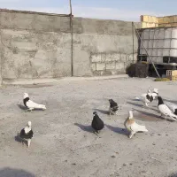 کبوتر|پرنده|فولادشهر, فولادشهر|دیوار