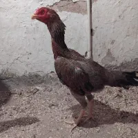 مرغ لاری|حیوانات مزرعه|آذرشهر, |دیوار