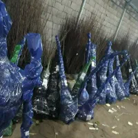 تولید نهال آلو بخارا|خدمات باغبانی و درختکاری|برزک, |دیوار