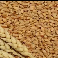 گندم کمباین تمیز