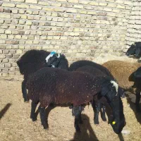 بره نر شیر مست