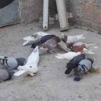 کبوتر پرشی|پرنده|رستمکلا, |دیوار