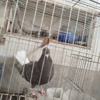 کبوتر  دم سفید