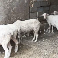 قوچ لاکن|حیوانات مزرعه|اشکذر, |دیوار