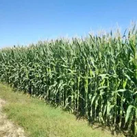 کود سیاه کامل ریشه|خدمات باغبانی و درختکاری|سرپل ذهاب, |دیوار