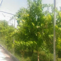 یک نفر خانم جهت نظافت