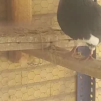 کفتر شازده نر