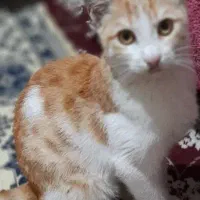 واگذاری گربه خانگی|گربه|رشت, آب و برق|دیوار