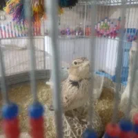 واگزاری سهره خاکی مست وبخون