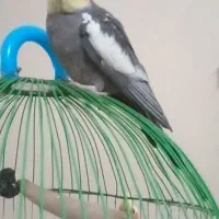 عروس‌هلندی‌من‌ازقفس‌رفته‌هرکس‌کرفته‌بیاره‌بده|حیوانات|باقرشهر, |دیوار