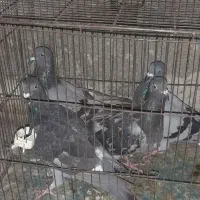 کبوتر مسافتی