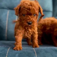 تاینی پودل دارک سایز ریز