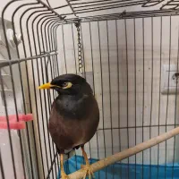 پرنده مینا سخنگو به همراه قفس و متعلقات|پرنده|تهران, شهران شمالی|دیوار