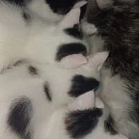 واگذاری گربه