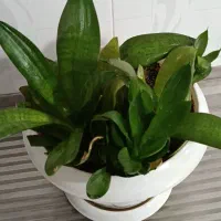 گل سانسوریا پاکوتاه شاداب و زیبا|گل و گیاه طبیعی|بوکان, |دیوار