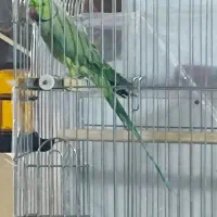 ملنگو|پرنده|پاکدشت, پارچین|دیوار