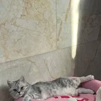 واگذاری بچه گربه نژاددار