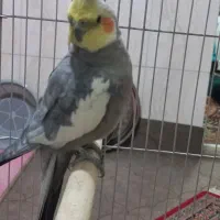 عروس هلندی|پرنده|قم, شهرک مهدیه (مدرس)|دیوار