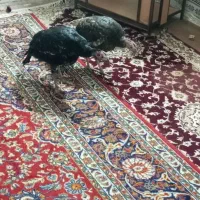 بوقلمون ماده|حیوانات مزرعه|هامون, |دیوار