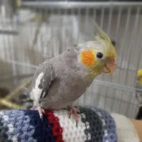 عروس هلندی رام و دستی بالغ