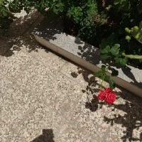 استخدام تمیزکار و اشپز خانم