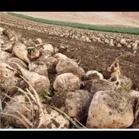 چغندر قندشیرین همدان