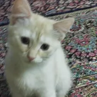 بچه گربه ماده|گربه|زاهدان, |دیوار