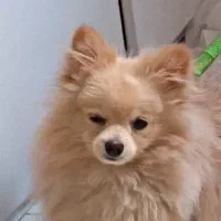 سگ پامرین روباهی 7 ماهه