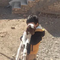 زمین-درروستای-ام-الطمیر