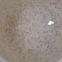 ماهی زبرا رنگی