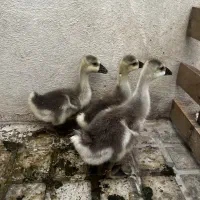 جوجه قو بلک