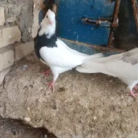 طوقی جوان|پرنده|کرخه, |دیوار