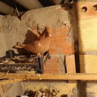 مایا|پرنده|اردبیل, |دیوار