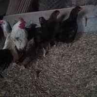 خروس|حیوانات مزرعه|حاجیلار, |دیوار