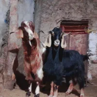 نر بز|حیوانات مزرعه|آزادشهر, |دیوار