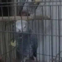 جفت کاسکو روی تخم