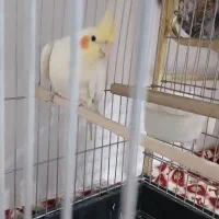 عروس هلندی سخن گو