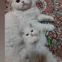 بچه گربه نژاد دار  ۳ ماهه